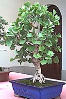 salamanca-bonsai-1