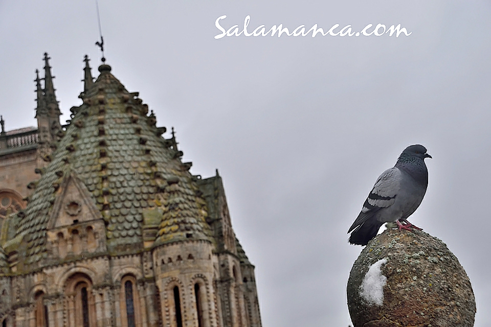 Catedral Vieja Ieronimus Visitas Diurnas Salamanca